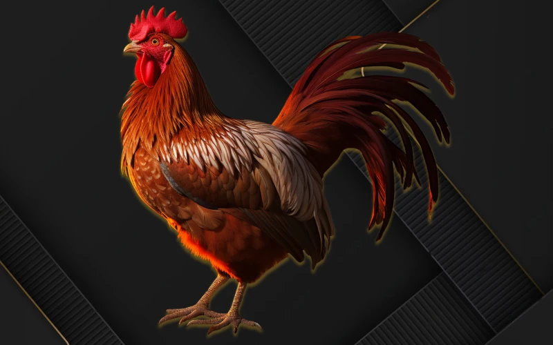 jeetwin-home-cock-fight